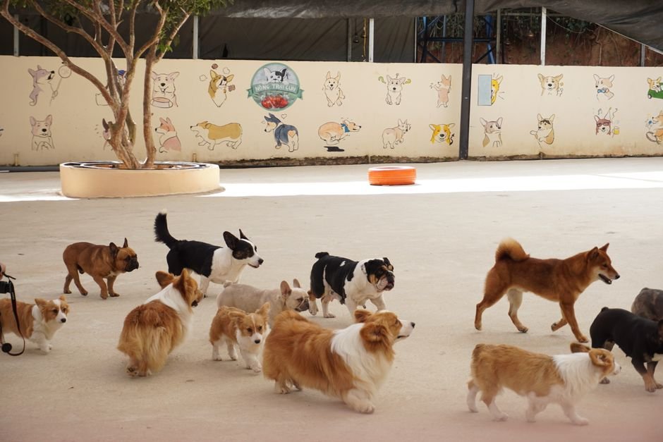 Dog Dude Ranch