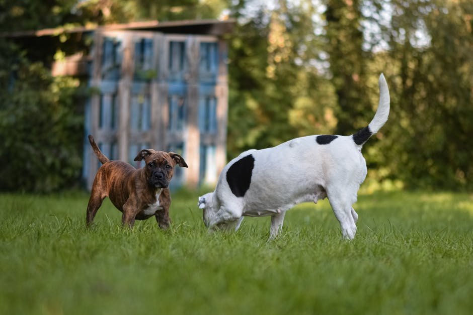 BarkSuds