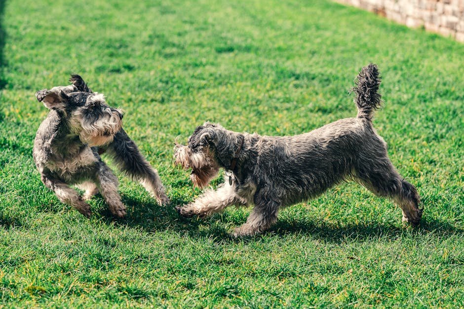 The Wagging Club