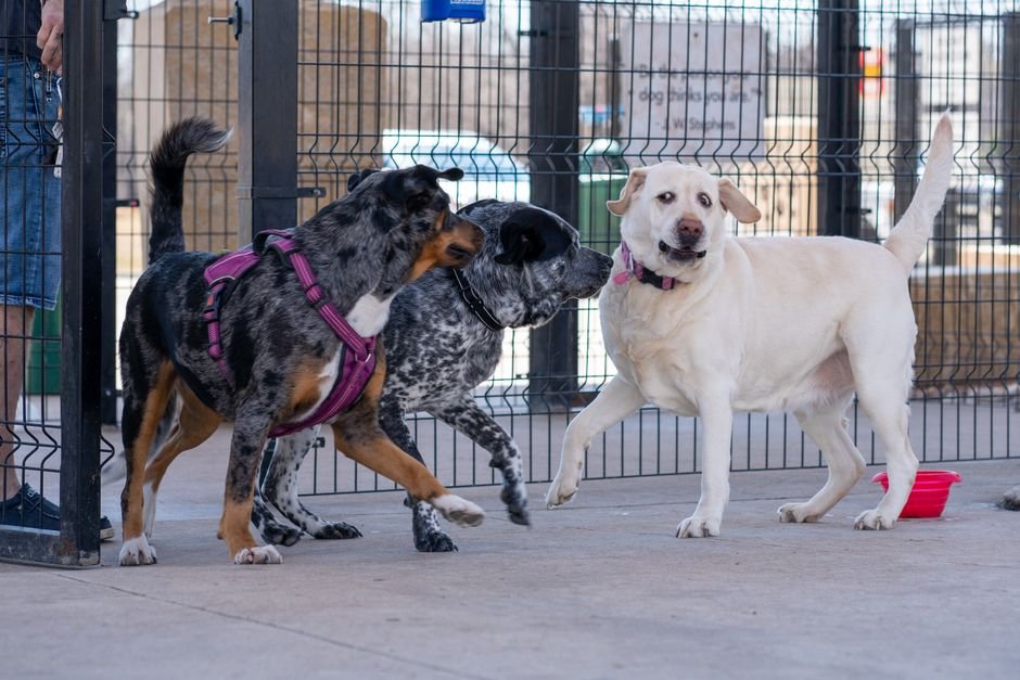 Camp Bow Wow Tampa Airport