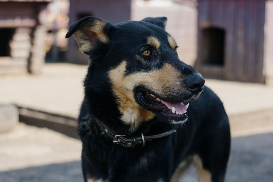 And a Leash Specialty Petcare