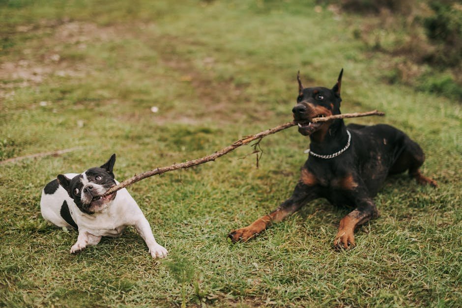 Bay Paws Pet Resort – Ybor City
