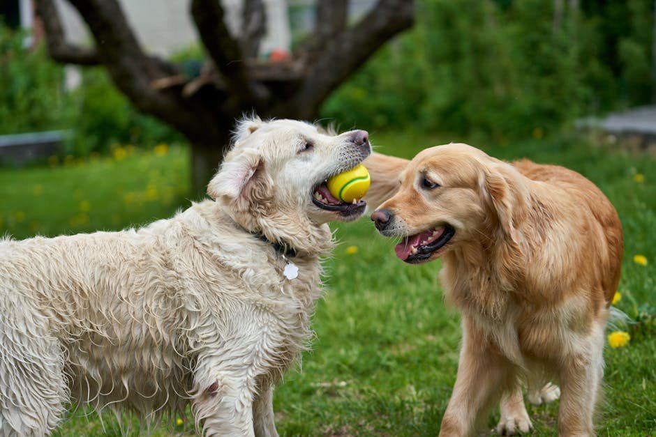 All Dogs Unleashed Dog Training Tampa