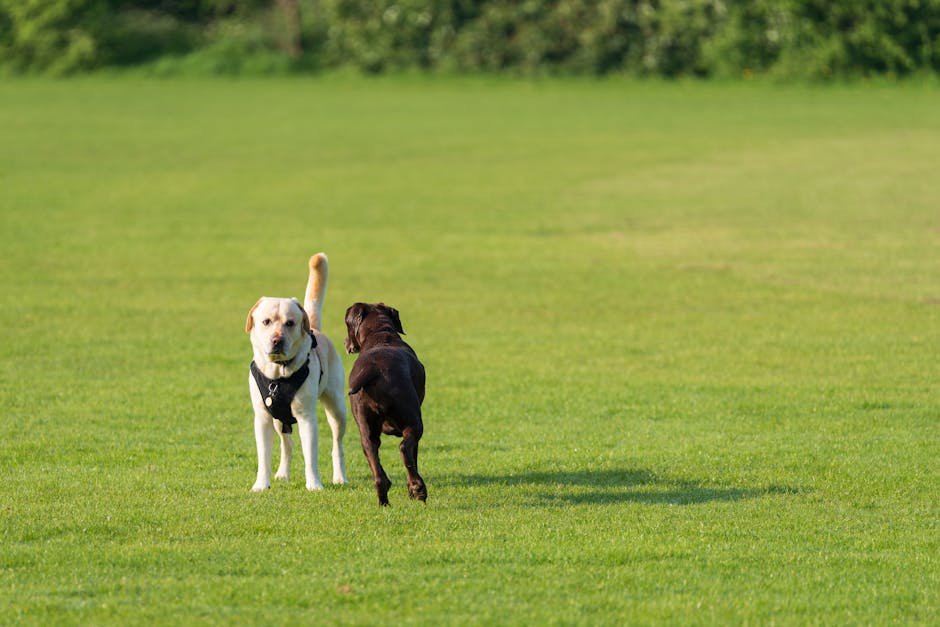 DoggyDay Inn Resort, Daycare & Grooming