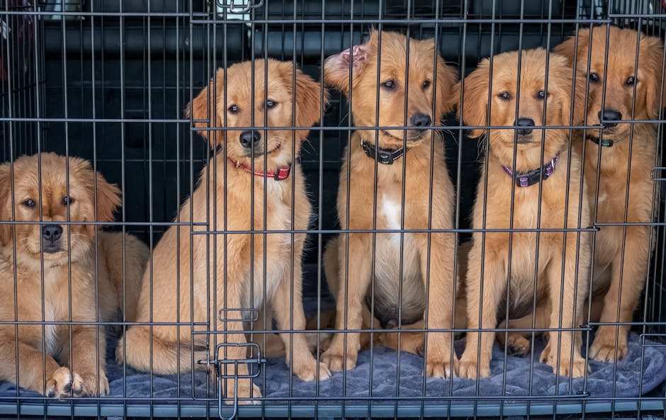 Sonoma County Animal Services