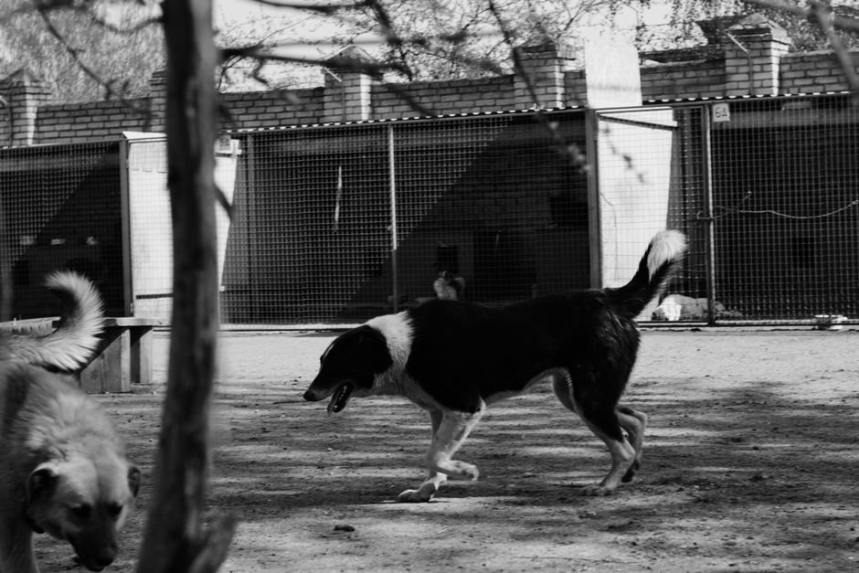 Kennelwood Pet Resort