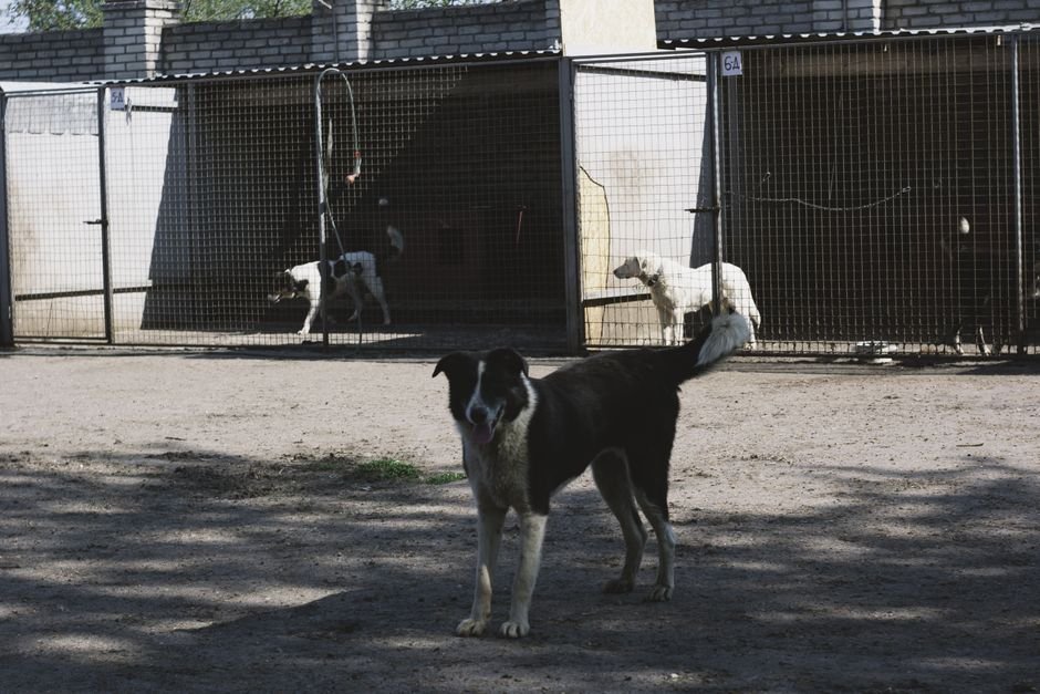 Pets & Company LLC