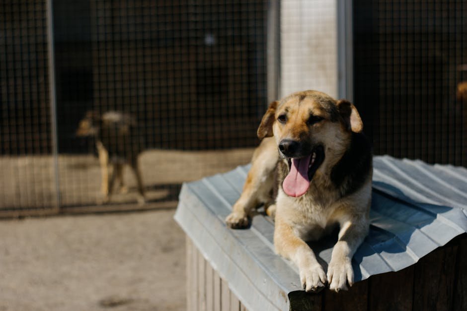Pet Club Santa Rosa