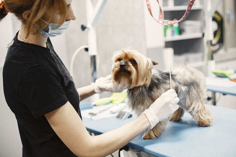 the shaggy dog
