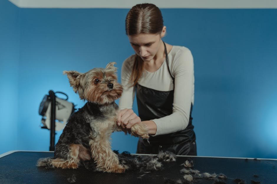 Petco Grooming