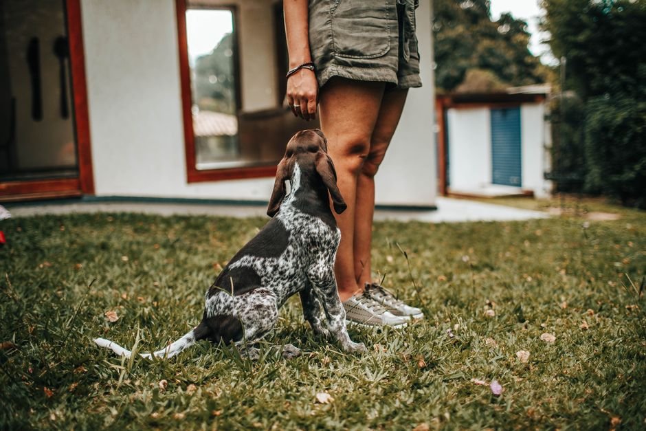 Leyva’s Dog Training
