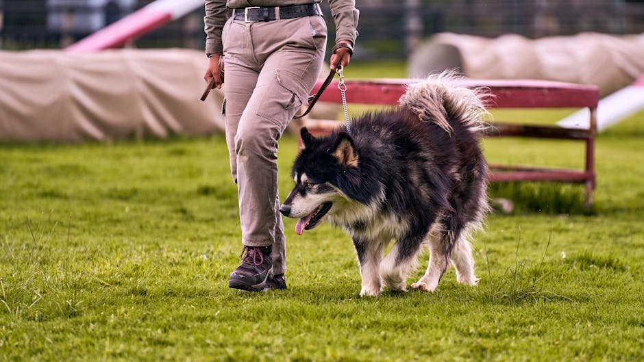 Beyond the Dog