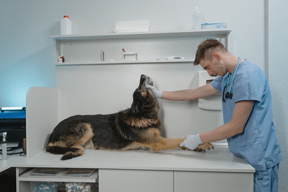 Dallas Veterinary Surgical Center (DVSC) – Fort Worth