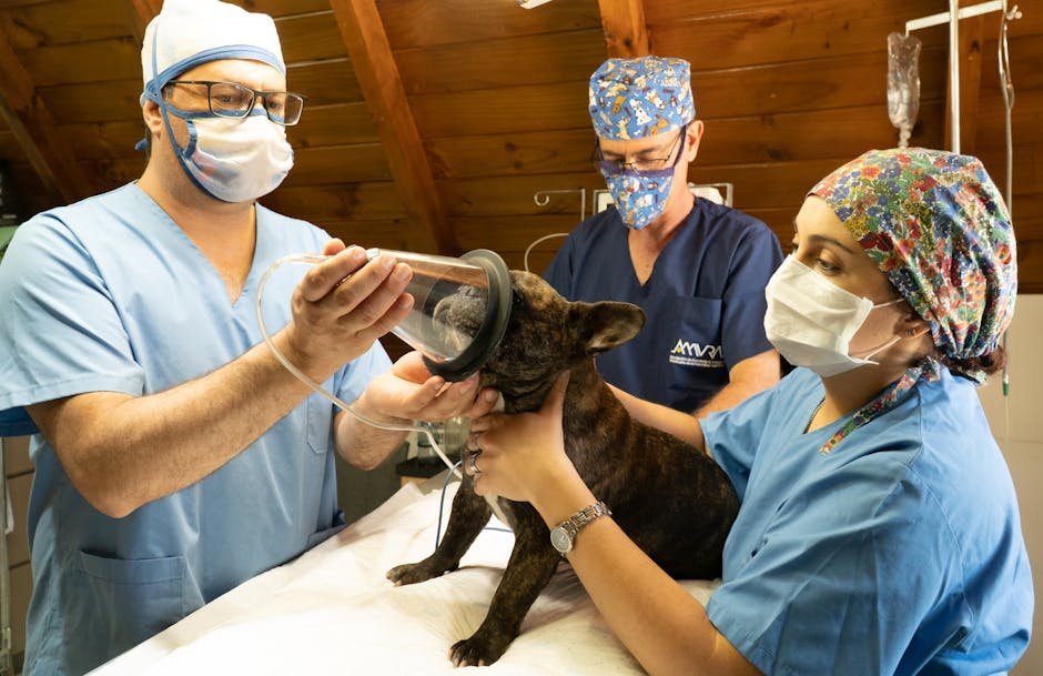 Affordable Pet Clinic