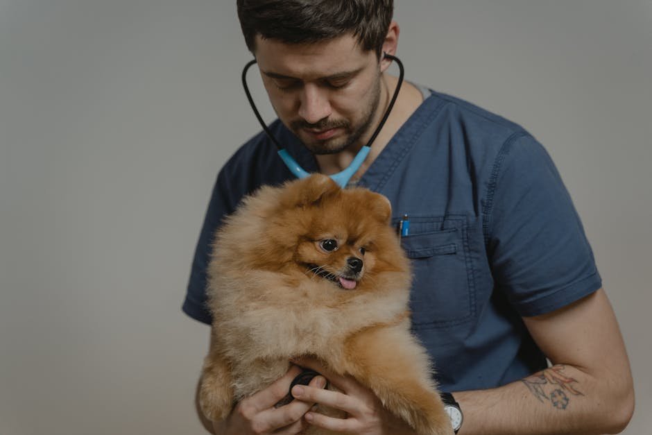 South Meadow Animal Clinic
