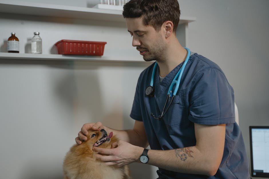 CityVet | South Hulen