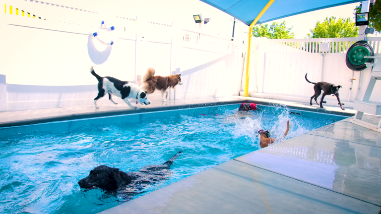 2nd Family Dogs
