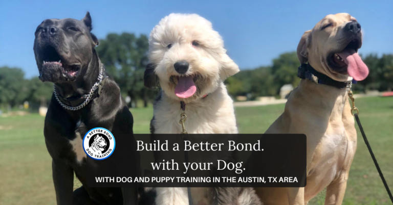 A Better Bond Dog Training
