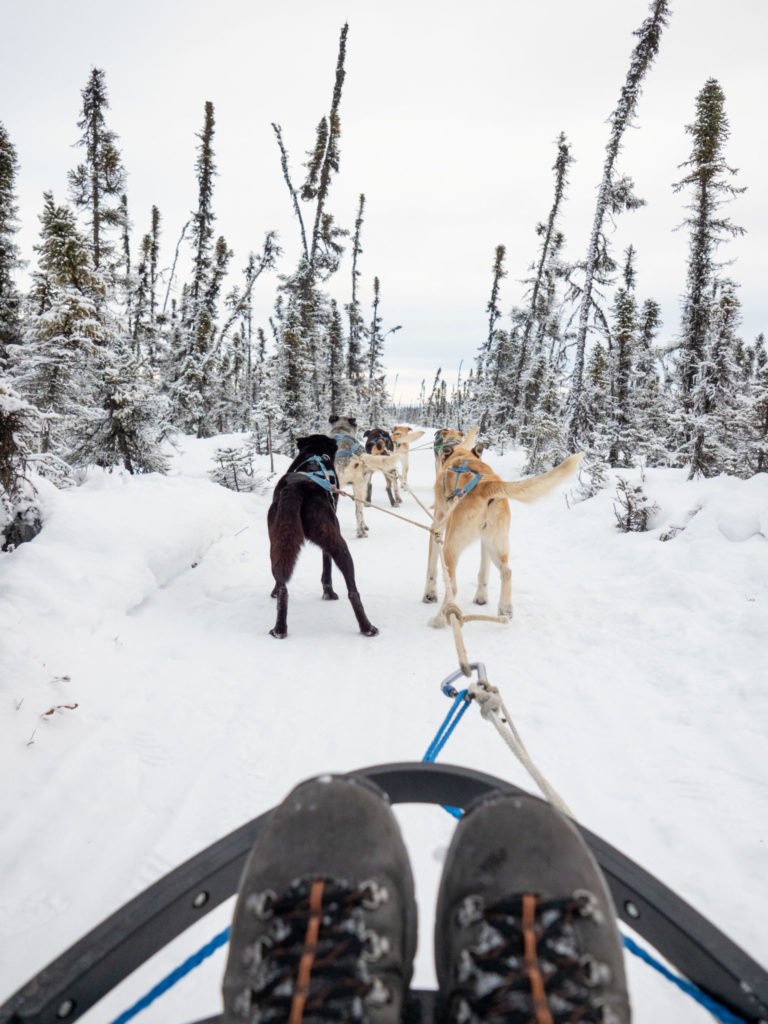 Alaska Mushing School
