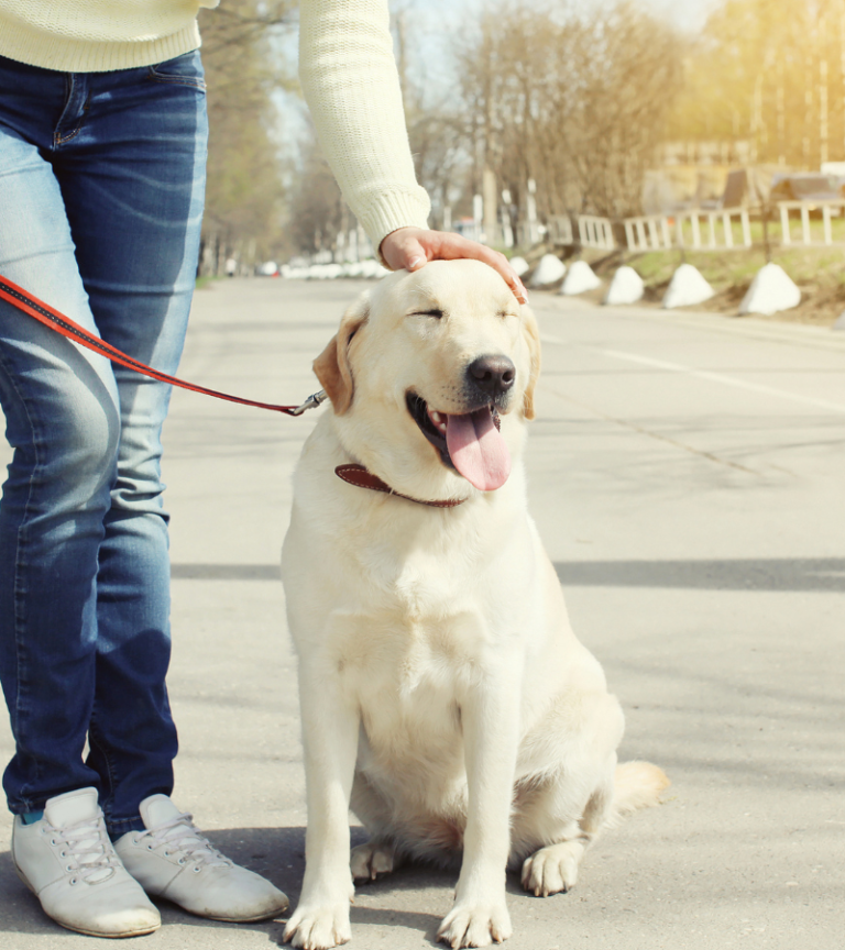 Animal Clinics Of The Woodlands – Alden Bridge