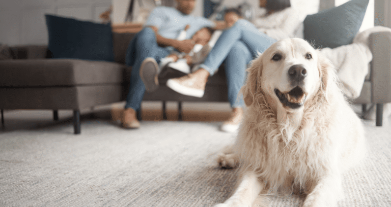 Animal Hospital of Irvine
