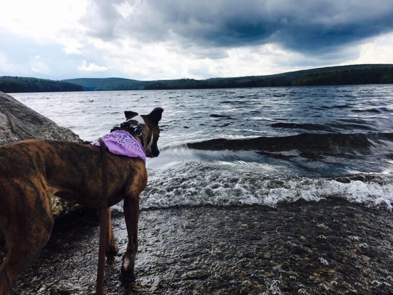 Bark and Soul Dog, LLC.