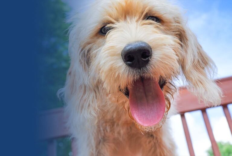 Best In Behavior Canine Training