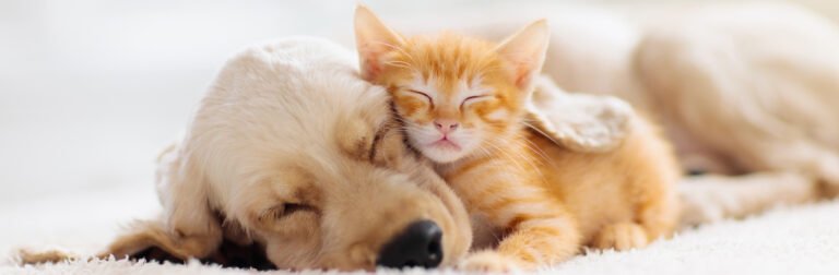 Breckinridge Park Animal Hospital