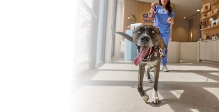 Chewy Vet Care Plantation