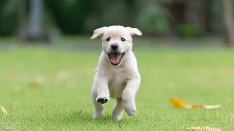 CityPaws Animal Hospital