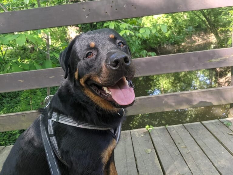 Clever Canine RVA Dog Training
