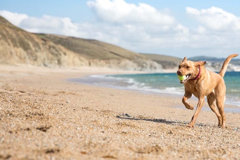 Coastal Veterinary Hospital & Pet Resort