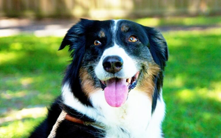 Courteous Canine, Inc.