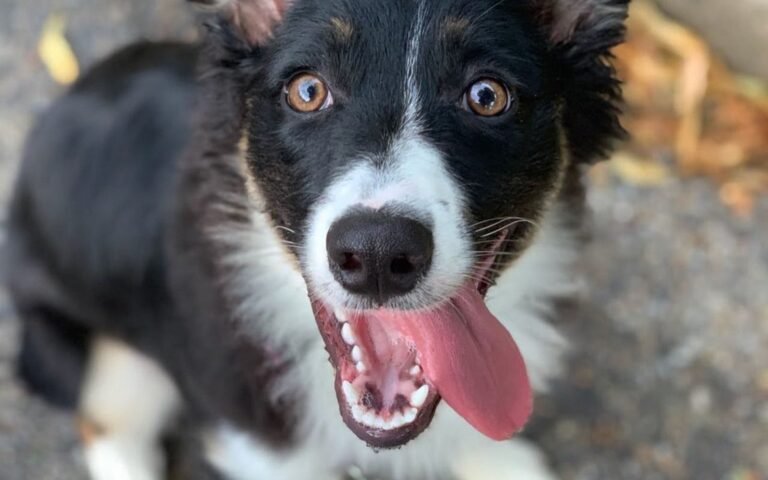 Denise Willis Dog Training – Baltimore