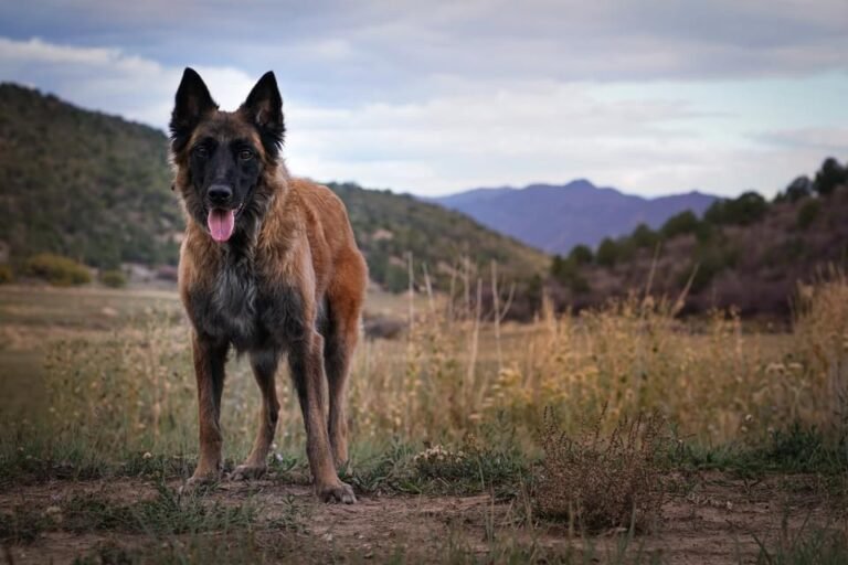 Dog Dynamix | Dog Training | Dog Board and Train | Puppy Training