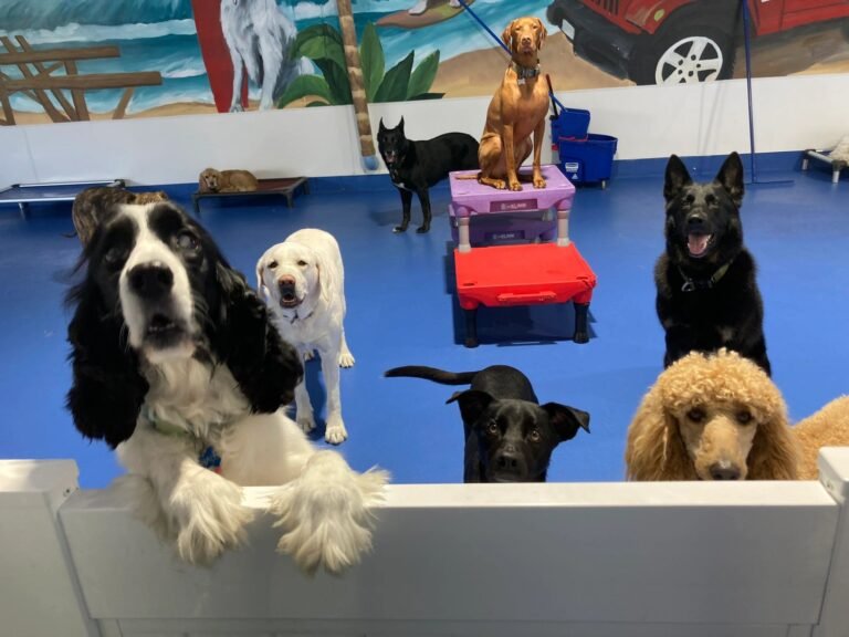 Doggie Daycare…And More