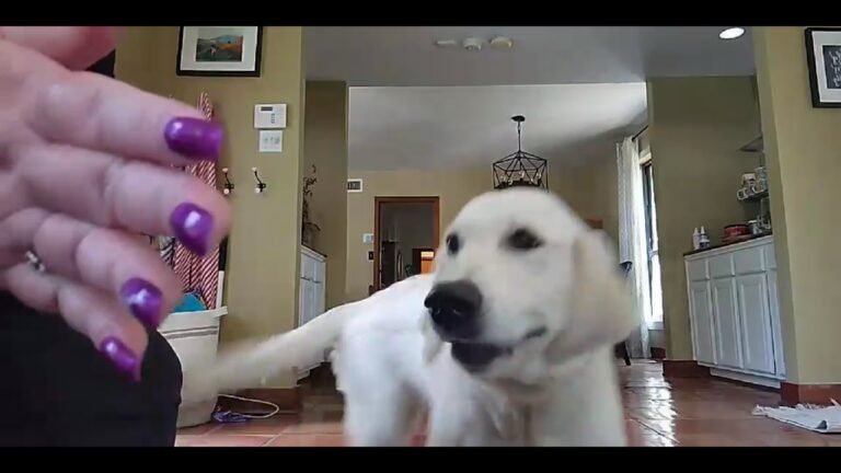 Doggie Wow