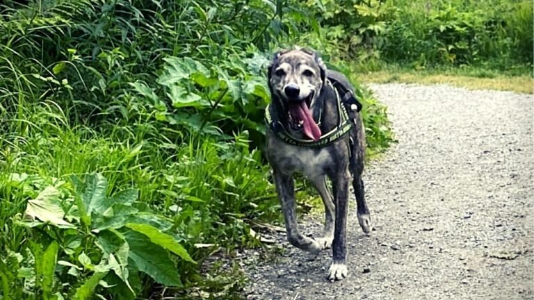 Doggy Adventures, LLC