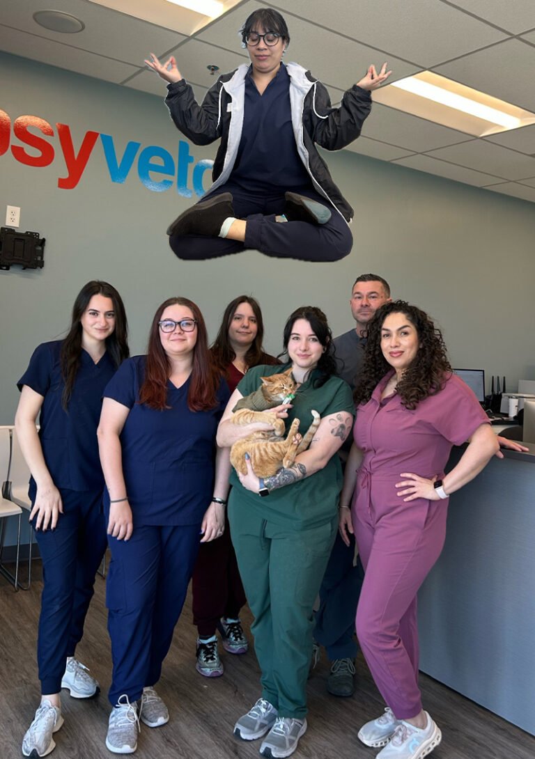 easyvet Veterinarian McKinney