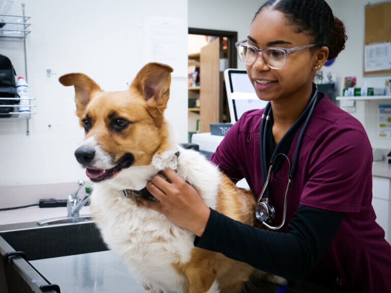 Encanto Pet Clinic