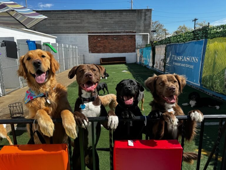 Fur Seasons Dog Resort & Spa