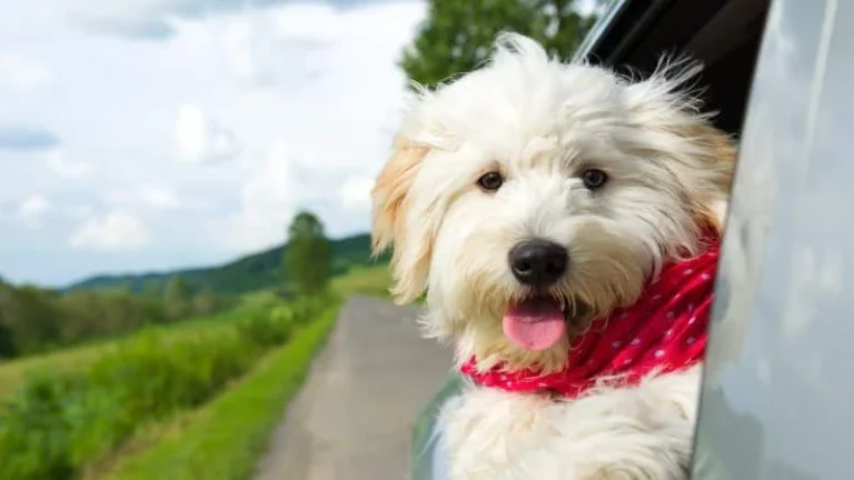 Go Anywhere Dog