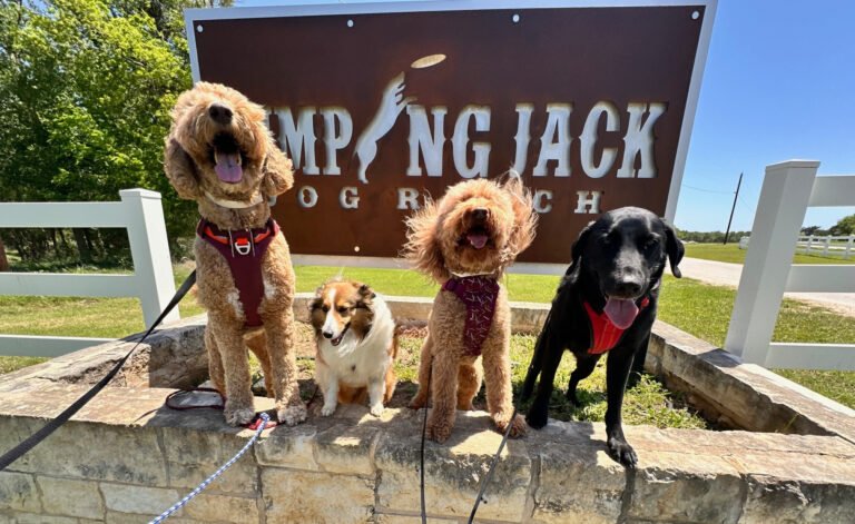 Jumping Jack Dog Ranch