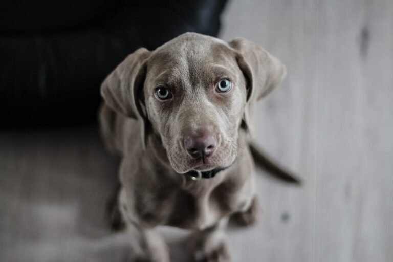 K9-Coach Home Dog Training