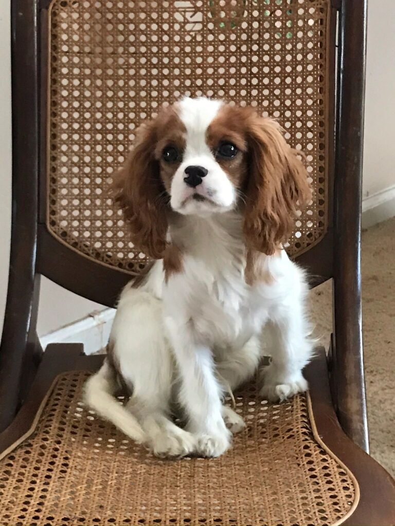 Lavish love cavaliers