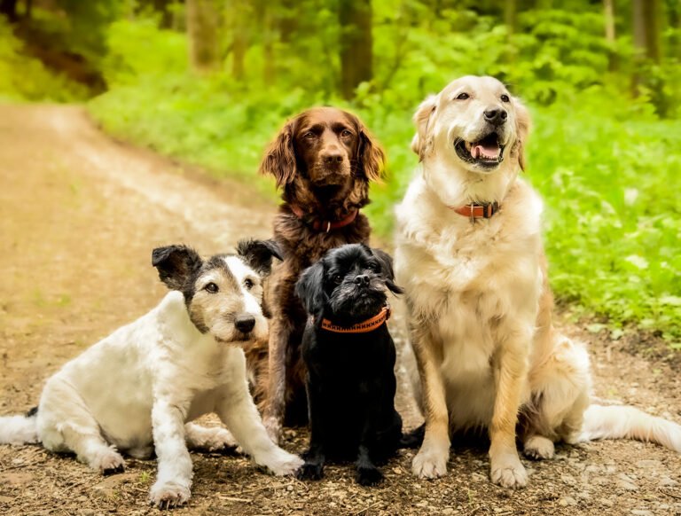 Make Your Dog Epic