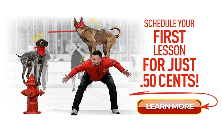 Make Your Dog Epic | Salt Lake City Dog Training