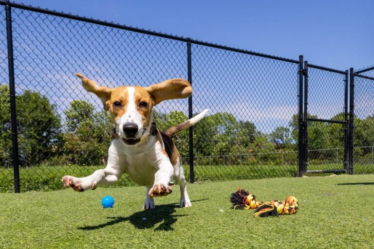 Meadowlake Pet Resort