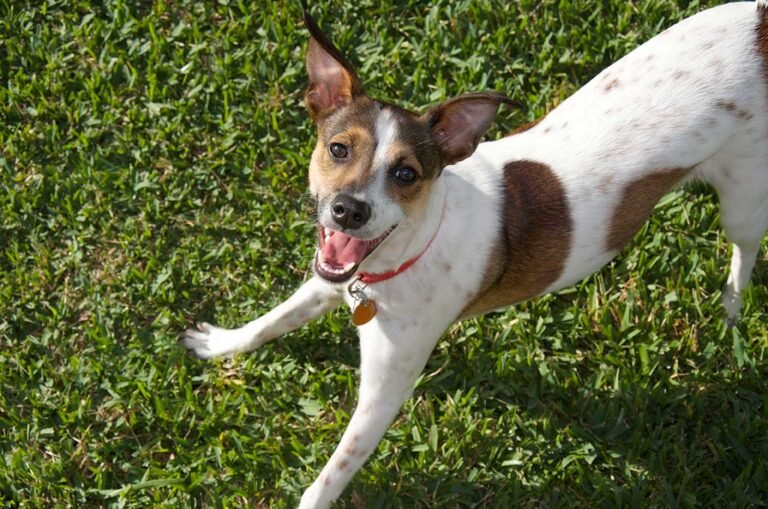 Miracle Acres Kennel and Pet Resort