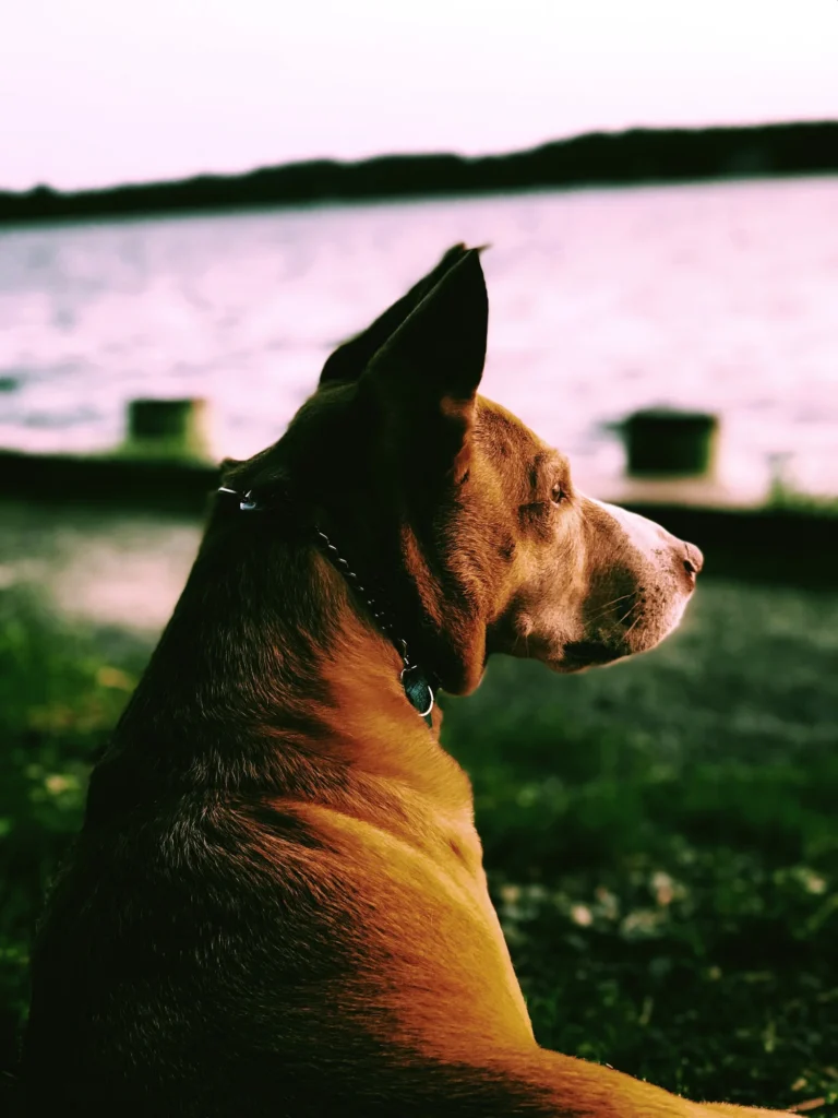 More Than Dog Training